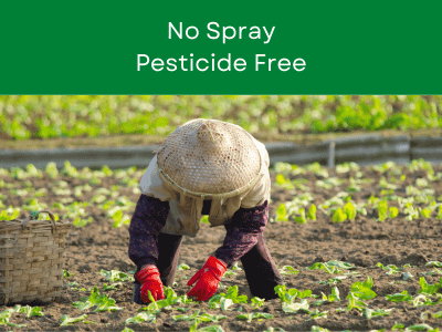 No Spray or Pesticide Free
